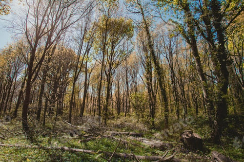 Preview: Forest with tall thin trees on a sunny day