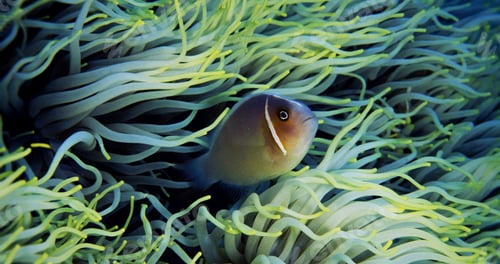 Preview: Colorful sea life underwater, shallow underwater seascape
