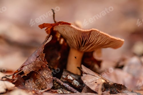 Preview: beautiful mushrooms under yellow, orange forest leaves
