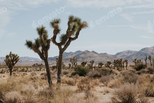Preview: Landscape in Joshua Tree National Park.
