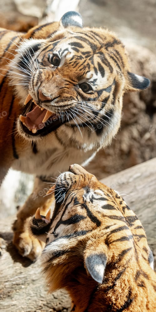 Preview: Shallow focus shot of two tigers cubs playing together in their enclosure at the zoo on a sunny day