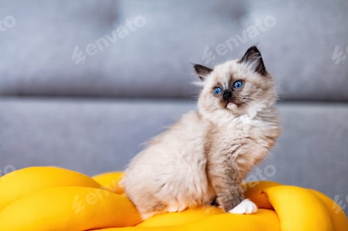 Preview: Ragdoll cat small kitten at home