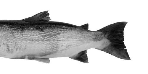 Preview: fish Isolated on white background