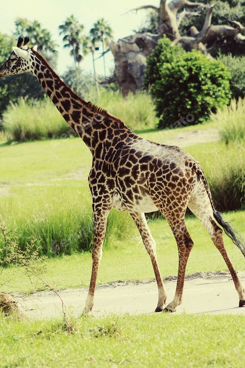 Preview: Giraffe in wild
