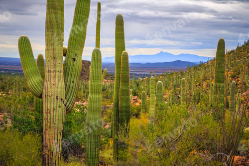 Preview: Giant Saguaro Cactus Fields At Saguaro National Park, Arizona
