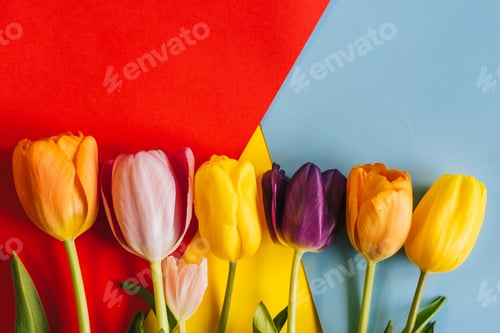 Preview: tulips on a red and blue background. the view from the top. with space for text