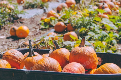 Preview: Orange pumpkins in a wheel barrow on the farm in autumn