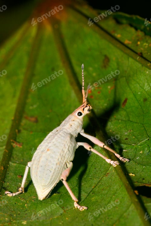 Preview: White Beatle, Curculionidea, Amazonia, Ecuador