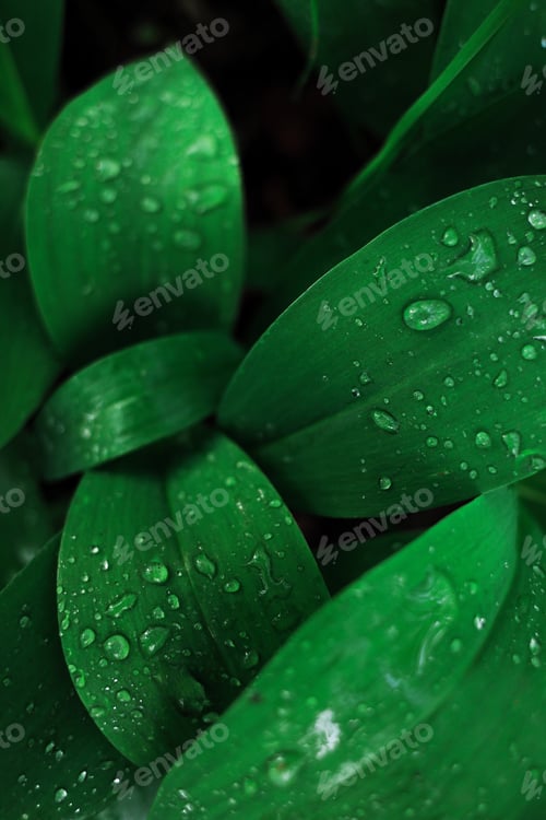 Preview: Green Leaves after rain