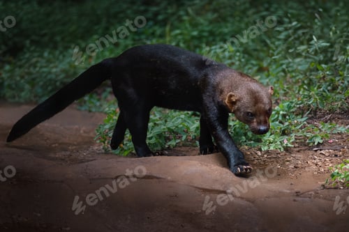 Preview: Tayra (Eira barbara) - Central and South America mustelid