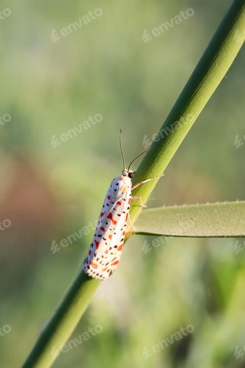 Preview: Selective focus shot of a white spotted crotalaria moth on a plant