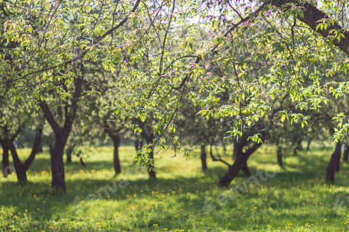 Preview: blooming apple trees