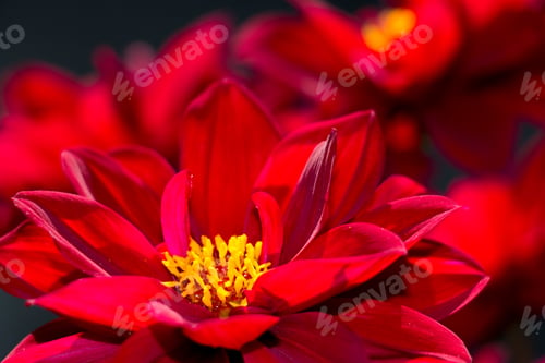 Preview: Red dahlia