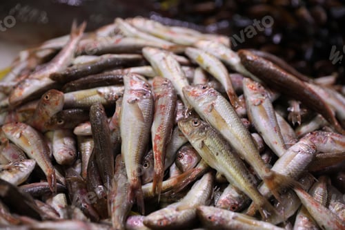 Preview: Many raw red mullet fish on blurred background, closeup