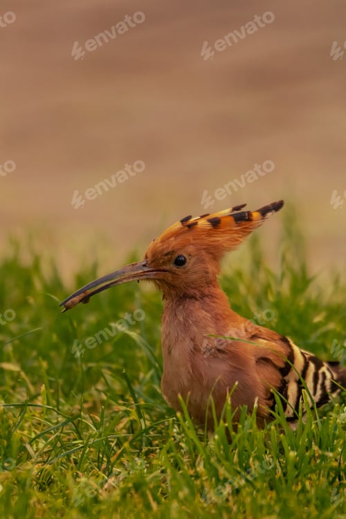 Preview: Hoopoe with a worm in its beak in a green grassy field