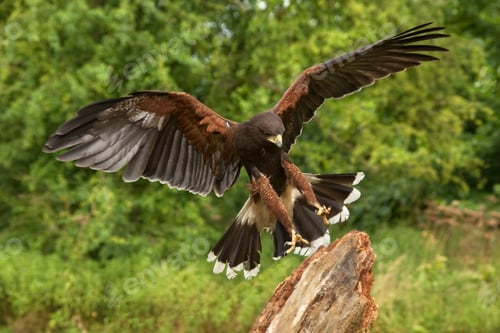Preview: Harris Hawk - Ecuador - South America