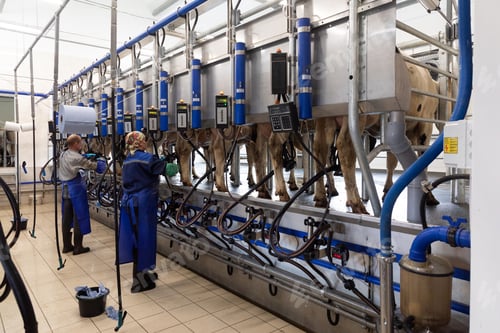 Preview: special room for automatic milking of cows with two specialists installing nozzles on the teats of