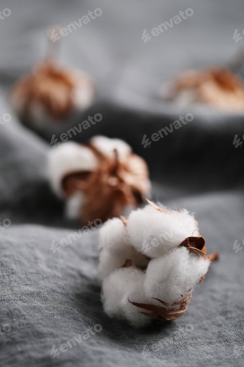 Preview: Cotton flower