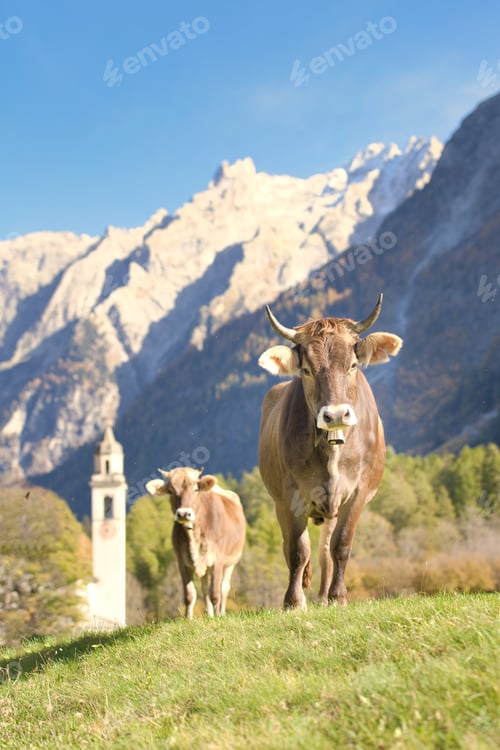 Preview: Cows in a meadow near a Swiss village