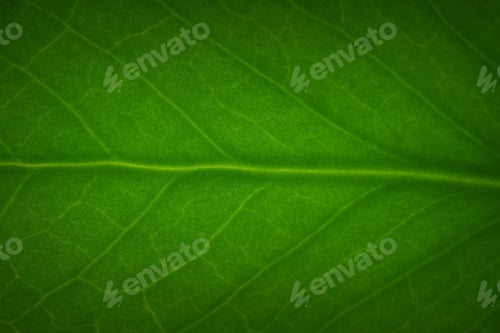 Preview: Macro shot of a little leaf produced in studio environment