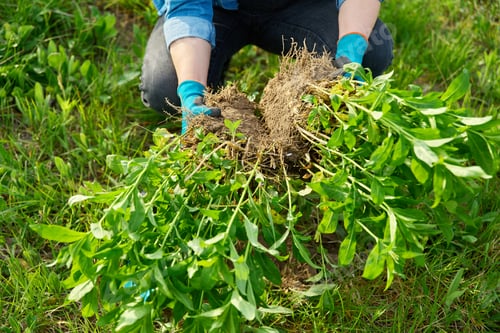 Preview: Close-up of spring dividing and planting bush of phlox paniculata plant