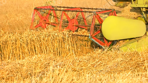 Preview: Combine harvester harvesting wheat.