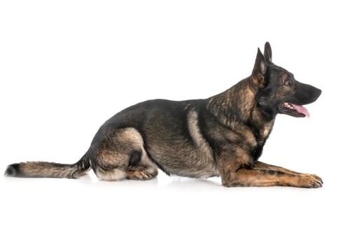 Preview: gray german shepherd