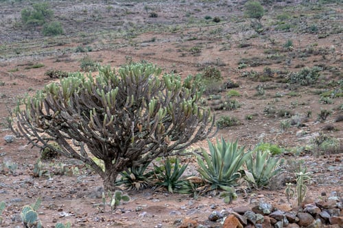 Preview: Mexican landscape with Myrtillocactus geometrizans garambullo and rocky ground