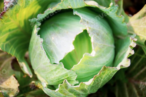 Preview: Cabbage in farm