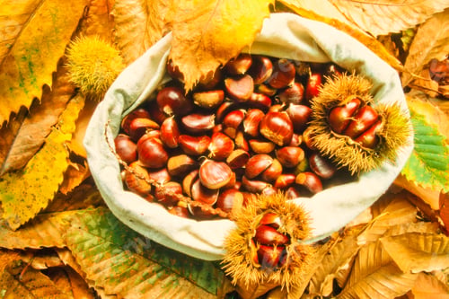 Preview: Delicious chestnuts collected bag leaves husks