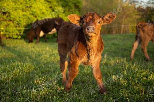 Preview: a cute baby calf standing in a field