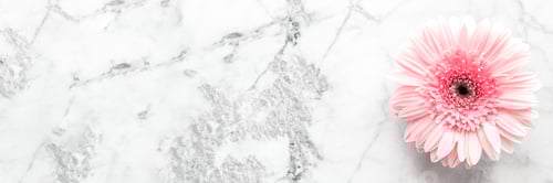 Preview: Light pink gerbera daisy flower on marble table background. Copy space