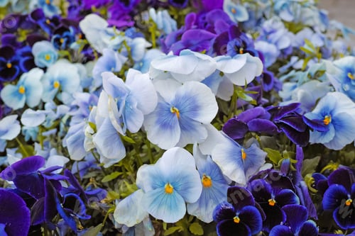 Blue and Purple Pansies Blooming in Spring Garden