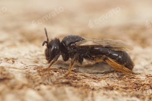 Preview: Closeup on a dark black Shaggy bee, Panurgus calcaratus, sitting on wood