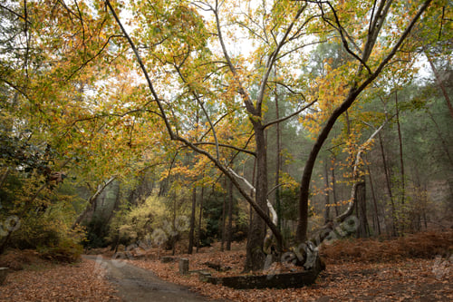 Preview: Maple tree with yellow leaves in autumn. Fall season in a valley