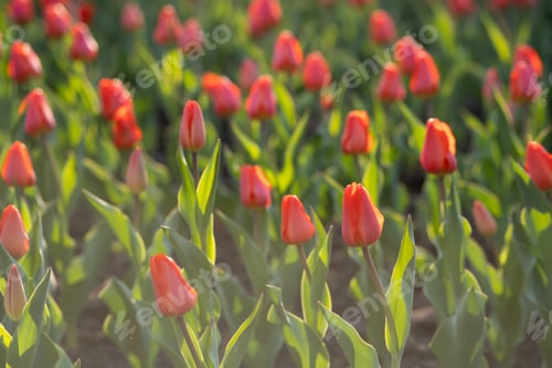 Preview: Red tulips on a street flower bed.