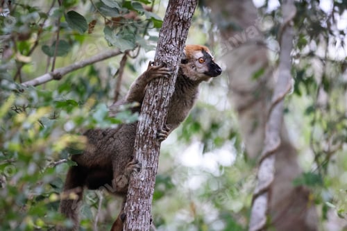 Preview: Brown lemur climbing a tree in the lush forests of Madagascar during the early afternoon sunlight