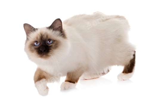 Preview: birman kitten in studio