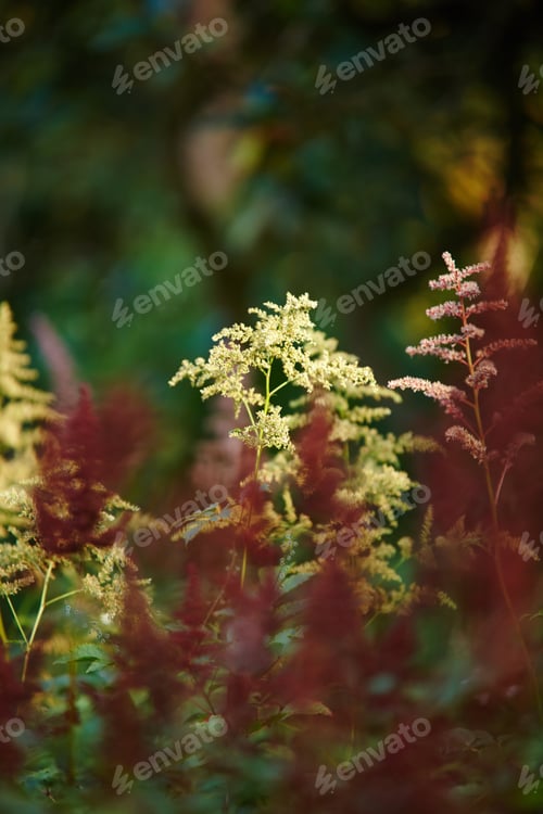 Preview: Splashes of color in the garden