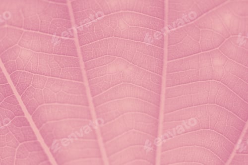 Preview: Watermelon pink leaf pattern textured backdrop