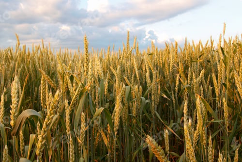 Preview: spikelets