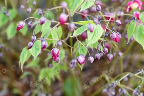 Preview: purple barrenwort (epimedium) flourishing in the garden