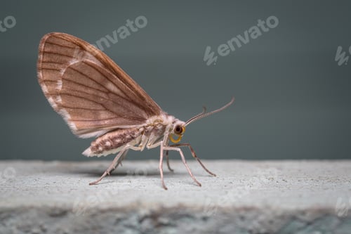 Preview: Side photo of a moth perched on the wall