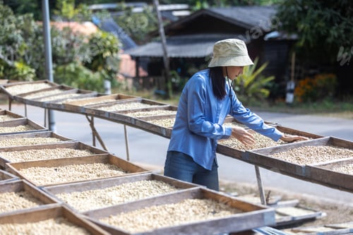 Preview: Female Coffee Farmer Inspecting Green Coffee Beans on Drying Beds