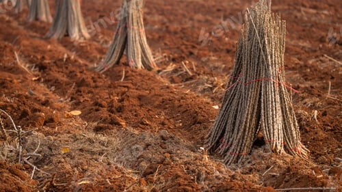Preview: Cassava farm. Manioc or tapioca plant field. Bundle of cassava trees in cassava farm. Plowed fied