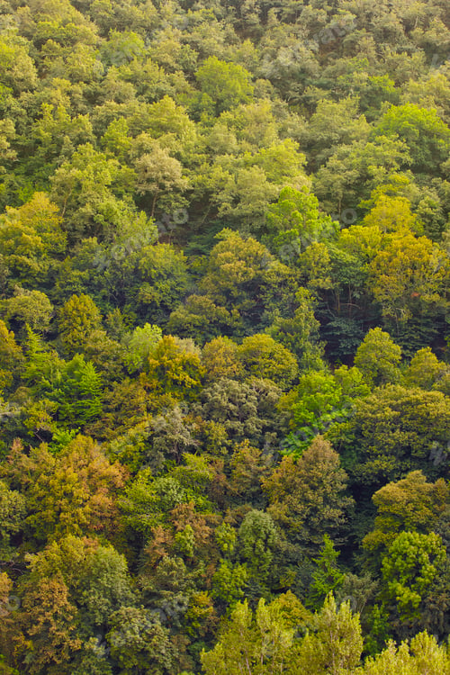 Preview: Green oak forest in Muniellos biosphere reserve, Asturias. Spanish landscape