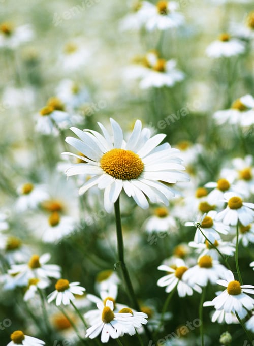 Preview: Single daisy in full bloom among field of flowers