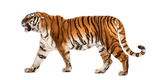 Preview: Tiger isolated