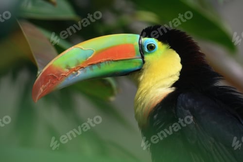 Preview: toucan, bird, colours, tropics