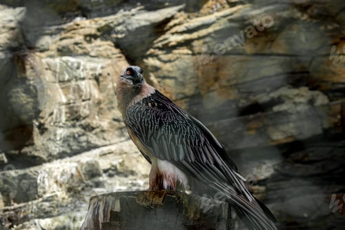 Preview: bird of prey in the zoo